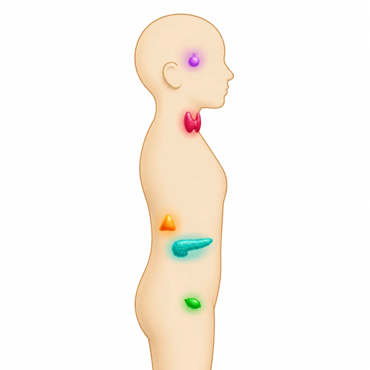 Stylised human body showing major endocrine glands: pituitary, thyroid, adrenal glands, pancreas, and ovaries, each in a distinct colour at their anatomical positions